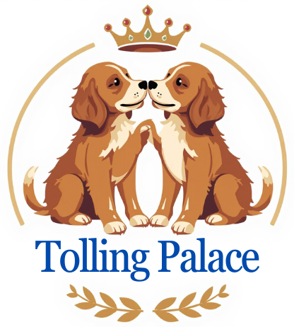 Duck Tolling Retriever Palace